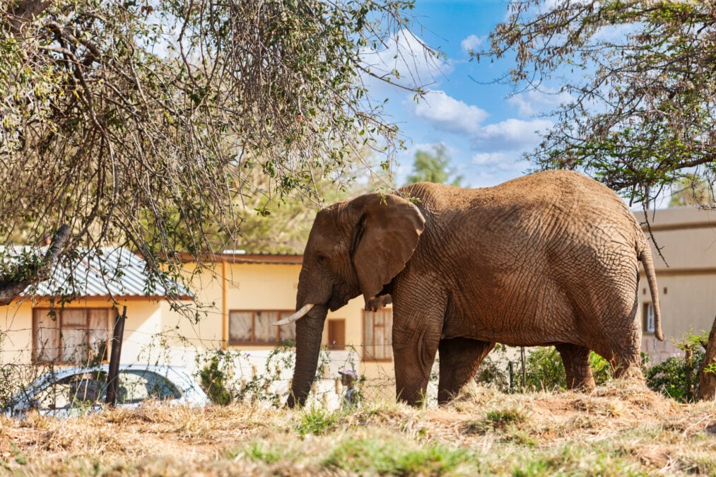 A 'War' Between Humans And Elephants Is Brewing in Southern Africa