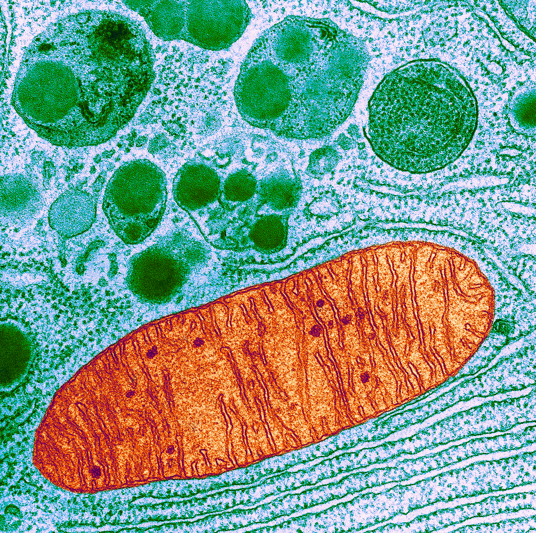 A microscopic image of a bean-shaped mitochondria is riveted with thin lines (the cristae).