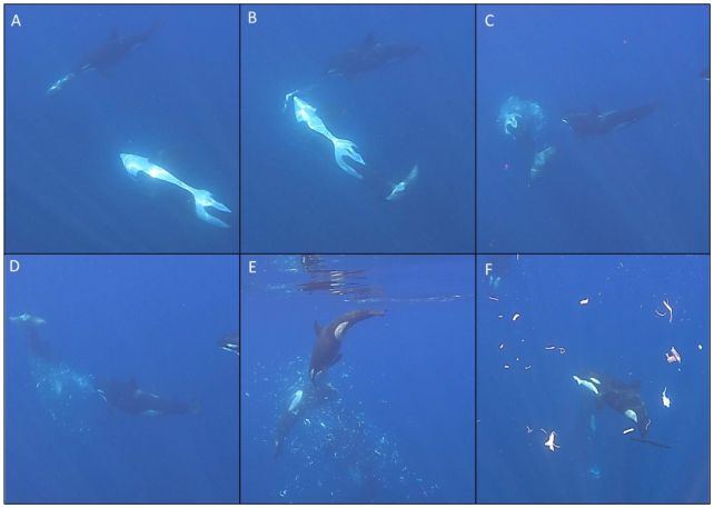 Orcas Keep Punching Giant Sunfish to Smithereens, And Scientists Are Mesmerized