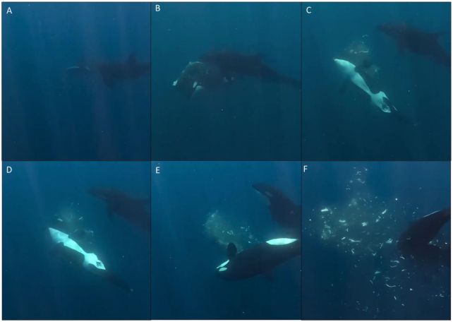 Orcas Keep Punching Giant Sunfish to Smithereens, And Scientists Are Mesmerized