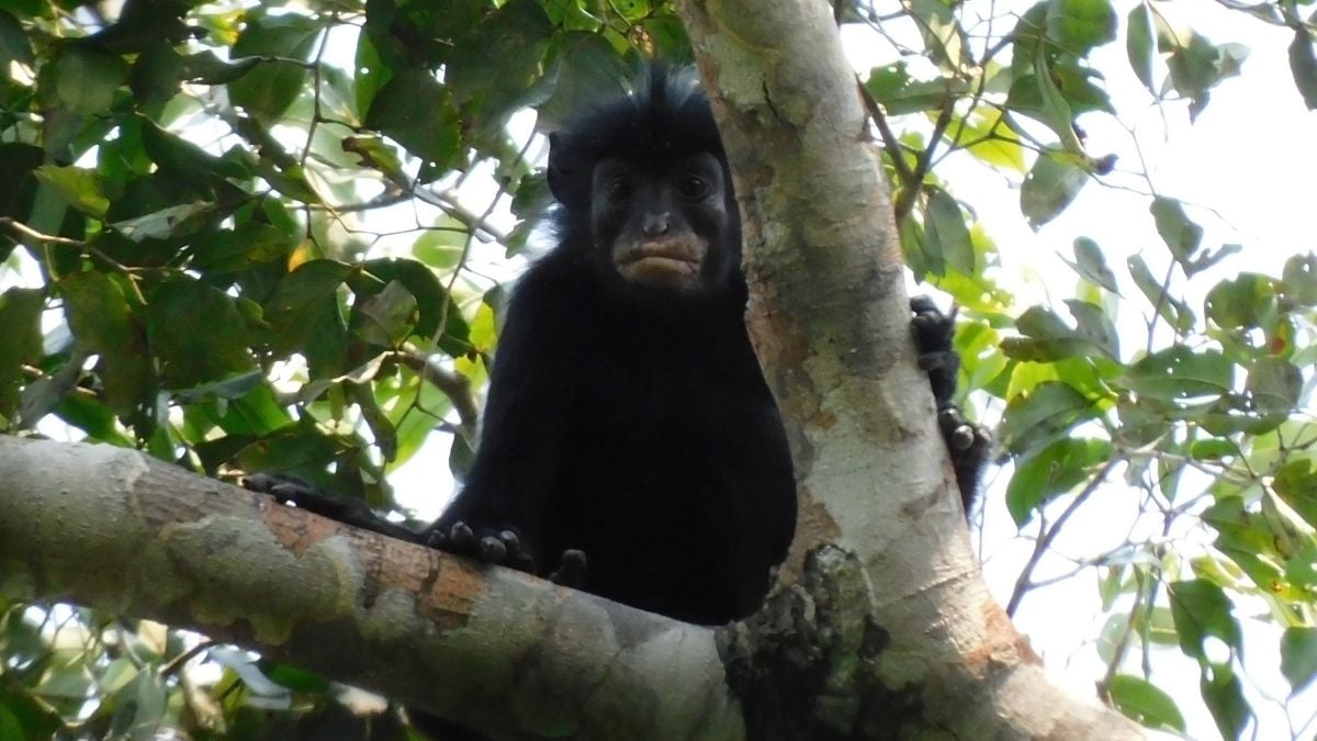 An Entirely New Monkey Species Has Been Hiding in The Congo Rainforest