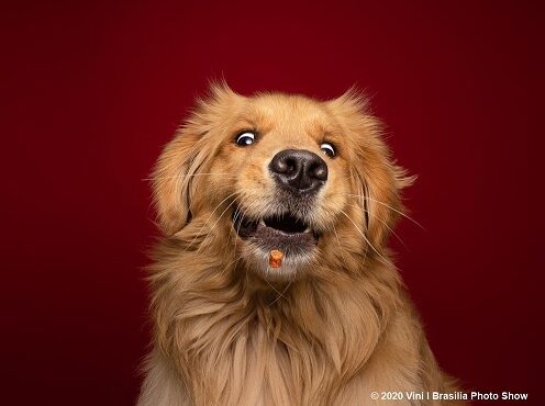 Purina