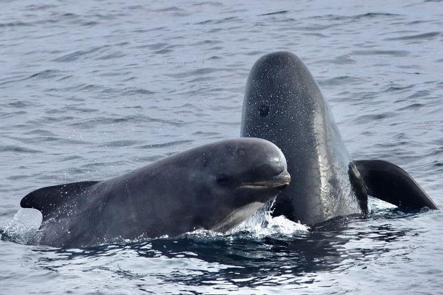 There's One Denizen of The Deep That Can Scare Even Orcas Away