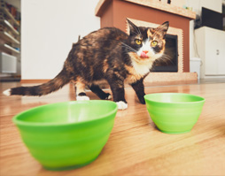 Purina