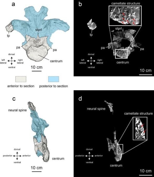 One Humble Bone Was Enough to Reveal an Entirely New Giant Dinosaur