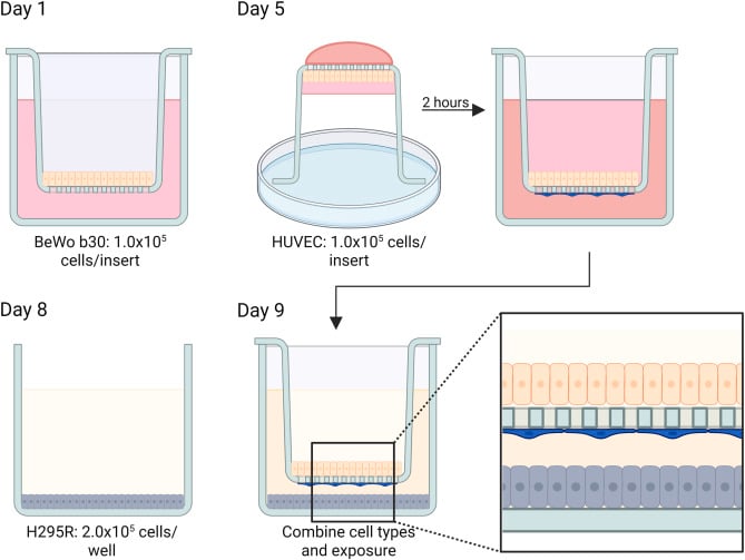 New Study Reveals Micro- And Nanoplastics Can Cross a Placental Barrier And Alter Hormone Production