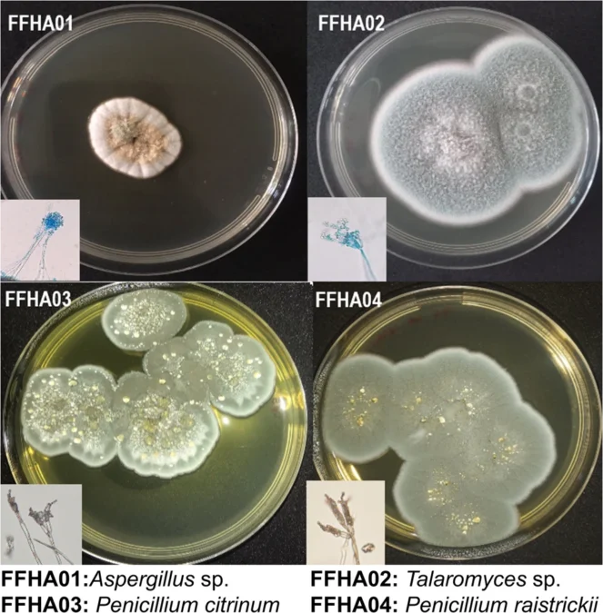 Destructive Crop Caterpillar Contains a Fungi That Appears to Eat Styrofoam