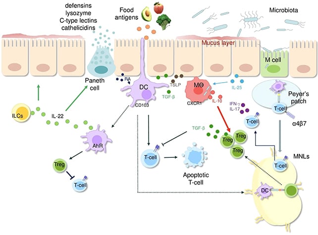 Bacteria balance