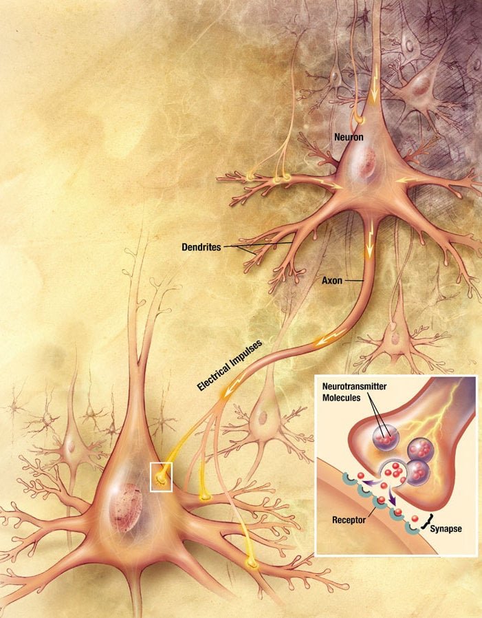 Ketamine Anesthesia Changes Brain Structures, But Only In Females, Mouse Study Suggests