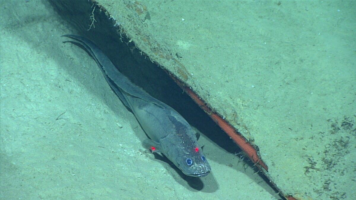 Deep Sea Scientists Accidentally Stumbled Across The Ocean's Own Backrooms
