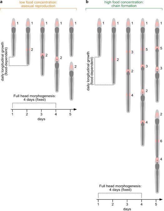 Overfeed This Flatworm And It Turns Into a Chain of Clones