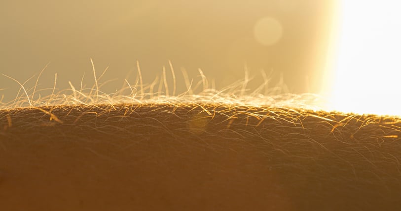 Itching May Have Its Own Sensory Organ