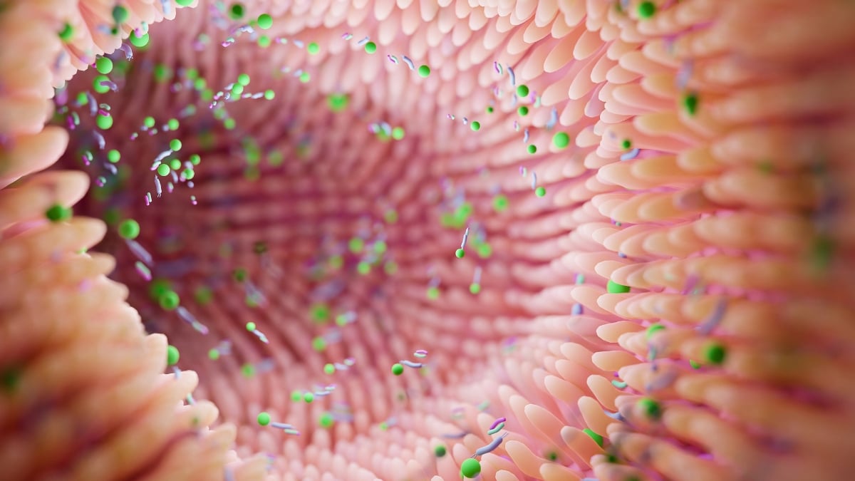 Inside of a digestive tract