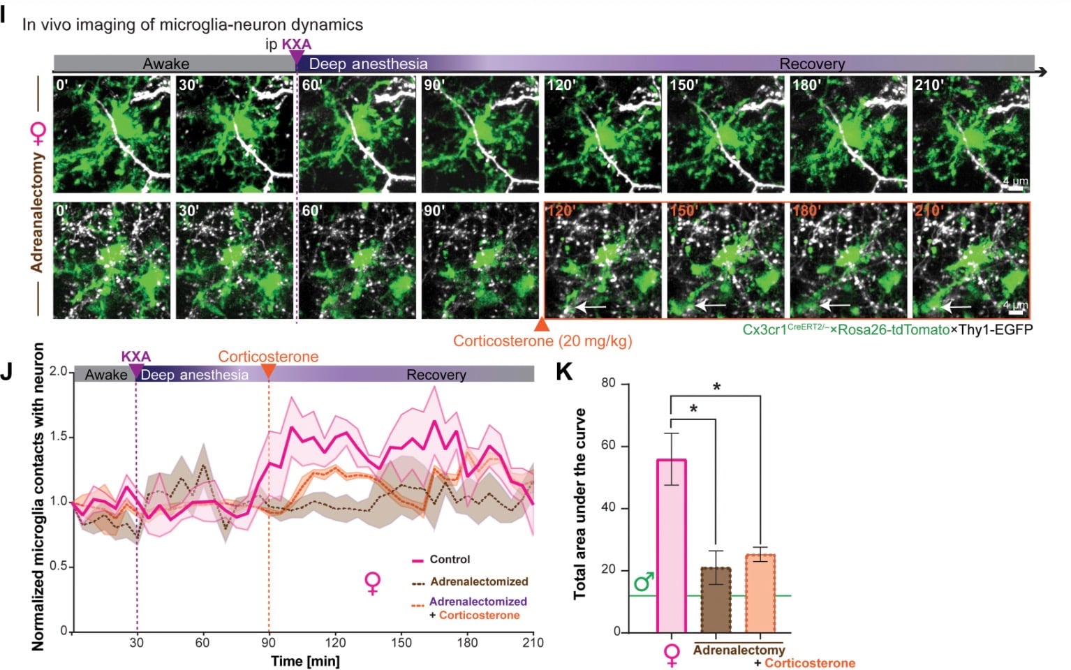 Ketamine Anesthesia Changes Brain Structures, But Only In Females, Mouse Study Suggests