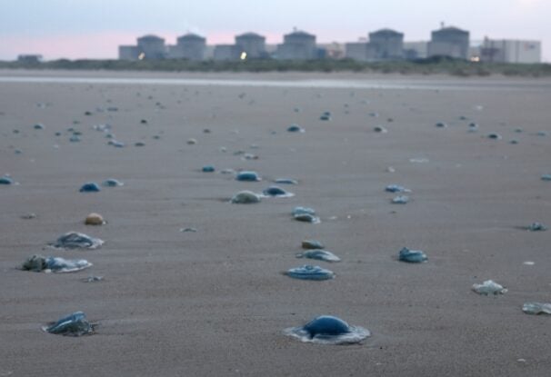 Multiple blue jellyfish lie on the shore in the foreground, with a nuclear plant visible in the background