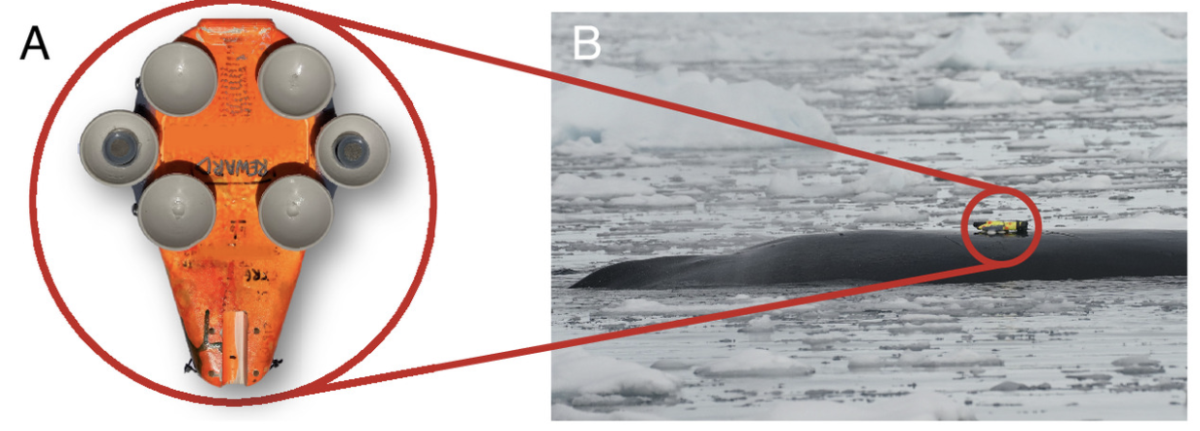Blue Whales Shouldn't Be Able to Hunt They Way They Do. Scientists Have Finally Discovered How They Pull It Off: "The Largest Biomechanical Event on Earth"