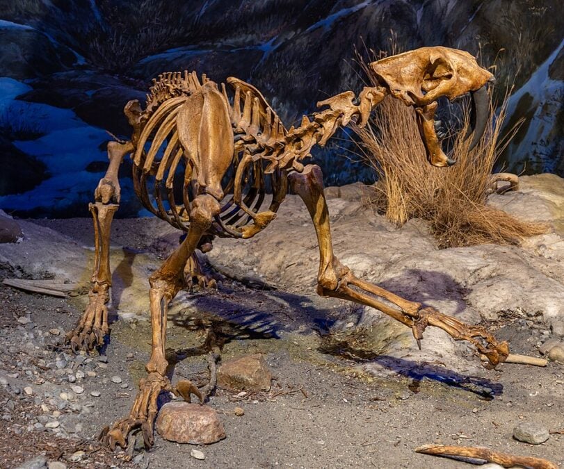 Saber-Toothed Cats Were A Diseased, Inbred Mess Before They Went Extinct, New Research Suggests