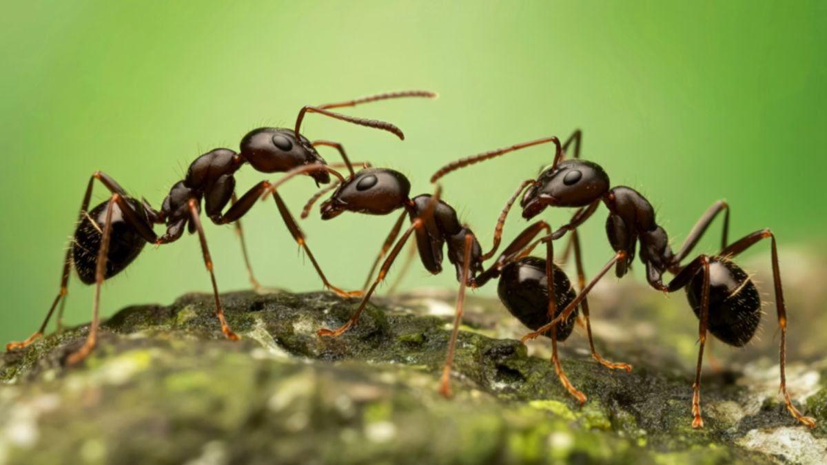 How One Ant Can Trigger a Wave of Activity Across an Entire Colony