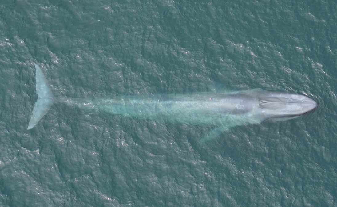 Blue Whales Shouldn't Be Able to Hunt They Way They Do. Scientists Have Finally Discovered How They Pull It Off: "The Largest Biomechanical Event on Earth"