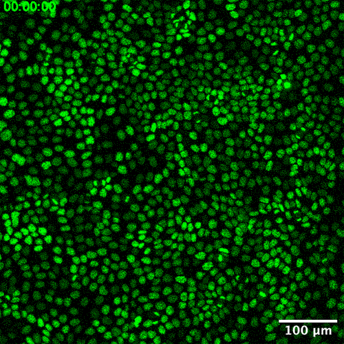 Tiny green dots (cells) move around in unison.
