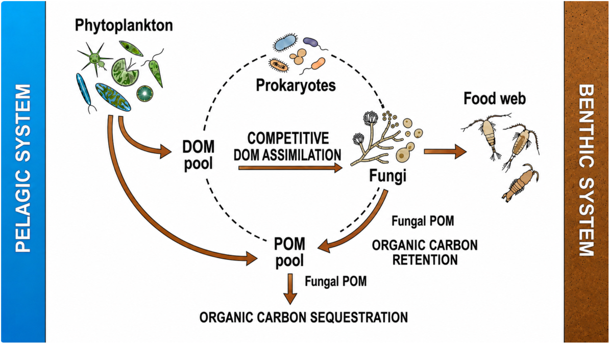 There's Fungi in The Ocean – And They're Way More Important to The Carbon Cycle Than We Realized