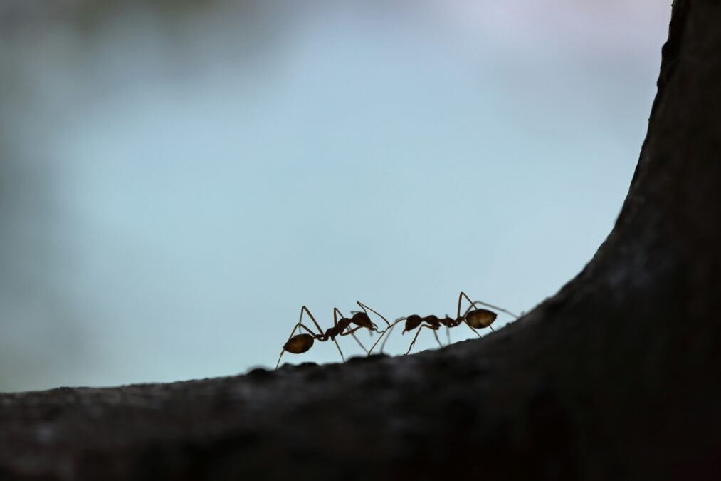 Two black ants facing each other on a blue surface.