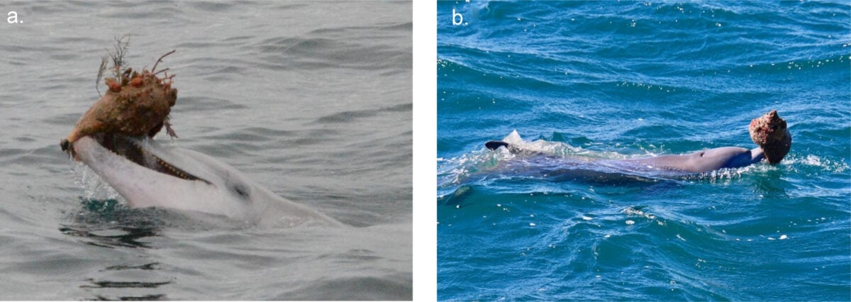 Dolphins Filmed Using Shells to Hunt Fish - New Evidence The Behavior Might Run in The Family
