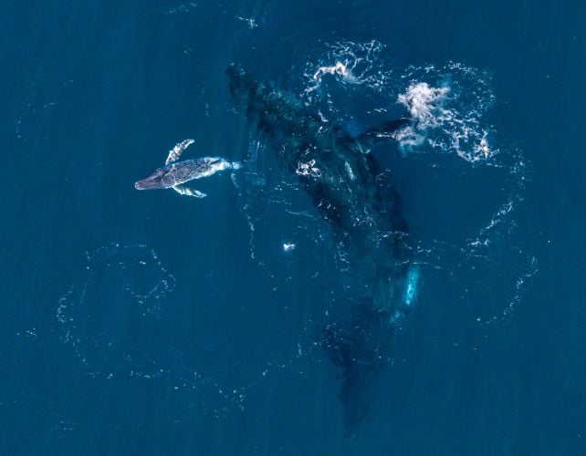 Super Rare Humpback Whale Birth Caught on Drone Camera For The First Time Off The Coast of Australia