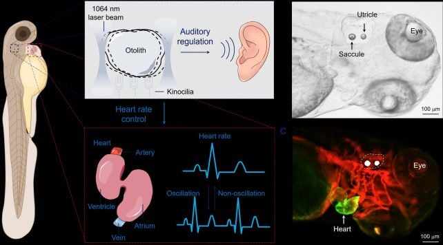 Scientists Used Light to Wiggle a Fish's Ear Stones, And You'll Never Guess Why