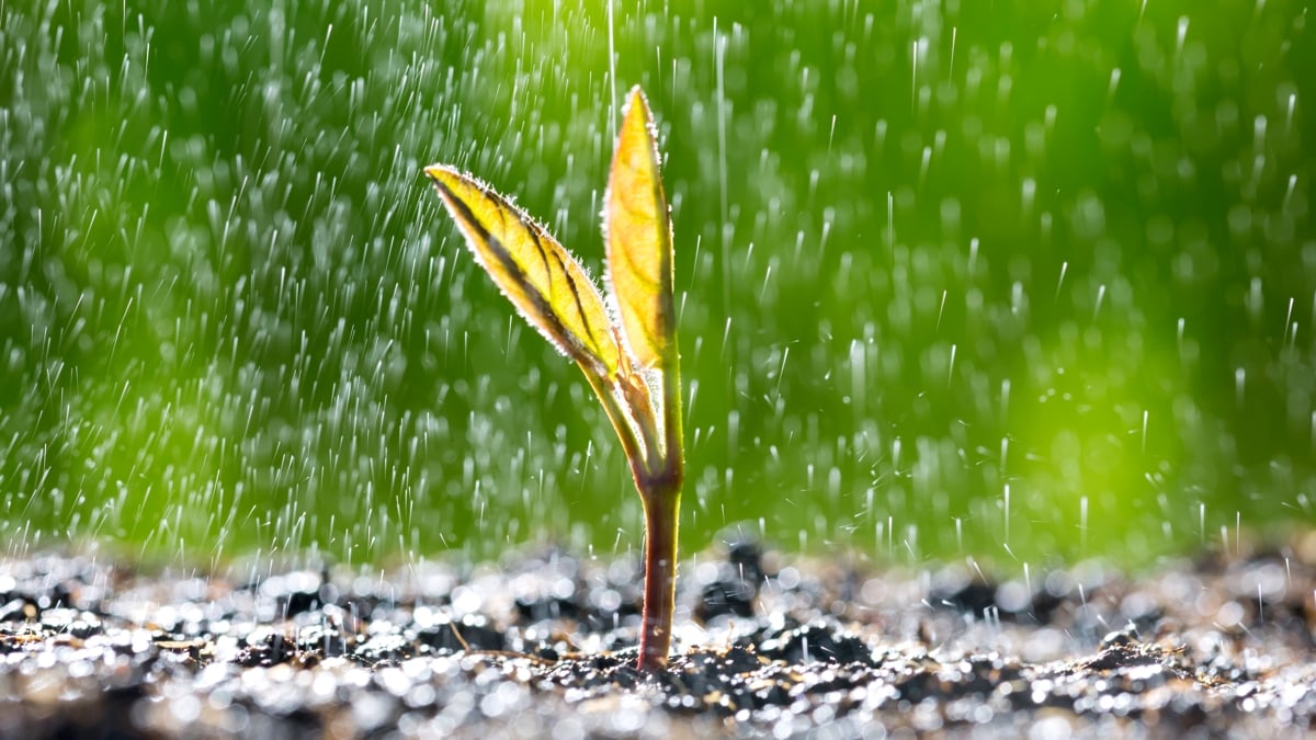 plant in rain