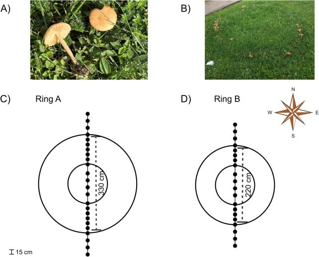We May Finally Know Why Mysterious Mushroom Fairy Rings Grow in Circles