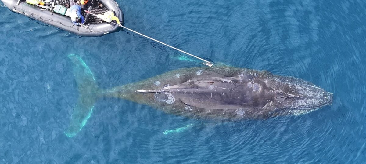 Blue Whales Shouldn't Be Able to Hunt They Way They Do. Scientists Have Finally Discovered How They Pull It Off: "The Largest Biomechanical Event on Earth"