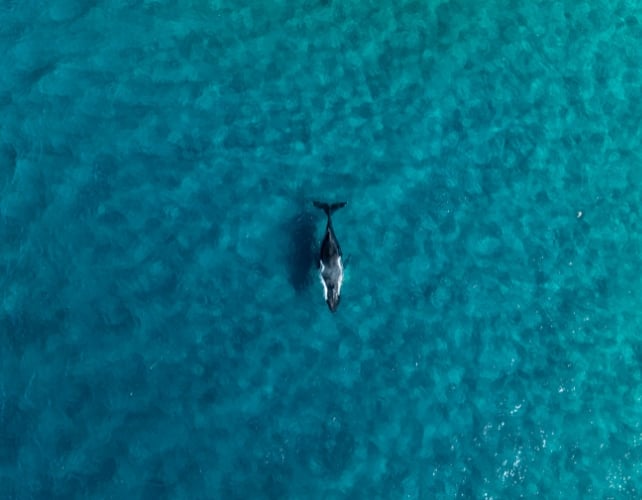 Super Rare Humpback Whale Birth Caught on Drone Camera For The First Time Off The Coast of Australia