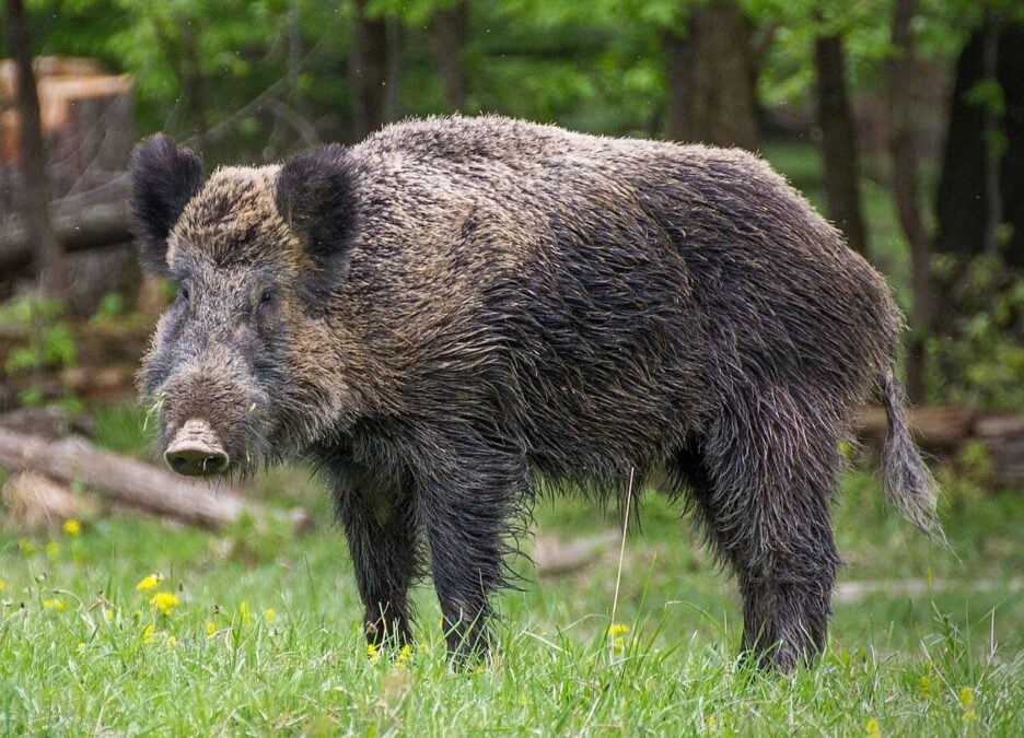 Wild Boars Are Spreading Antibiotic-Resistant Bacteria in Brazil