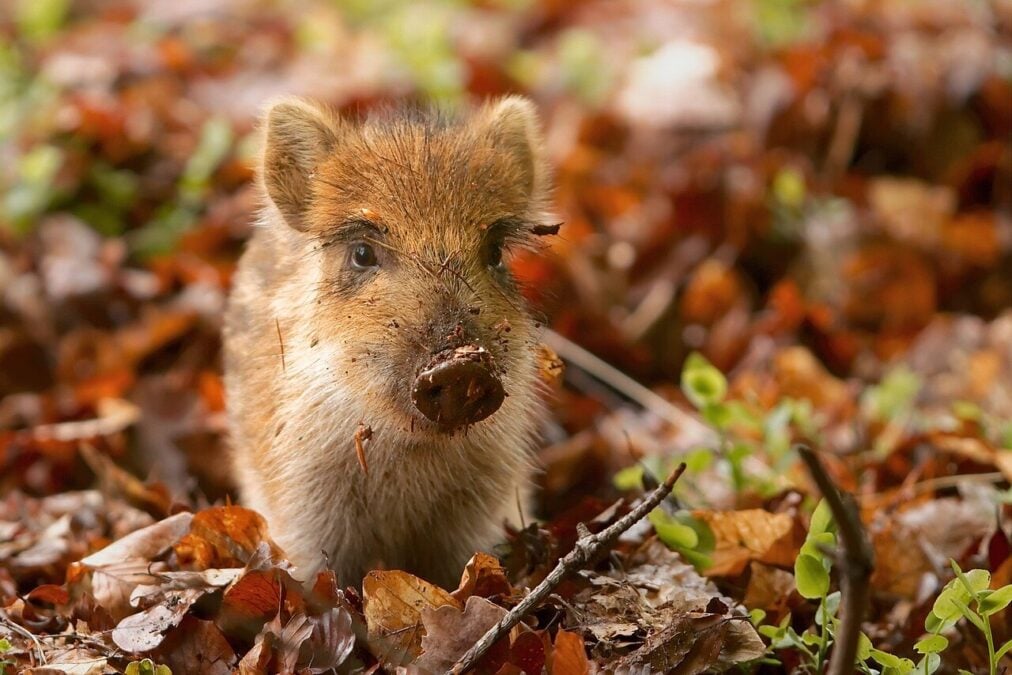 Wild Boars Are Spreading Antibiotic-Resistant Bacteria in Brazil