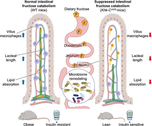 Fructose study findings