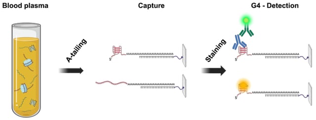 Diagram showing nucleic acids captured from human blood plasma and tested for folded G-quadruplex structures.