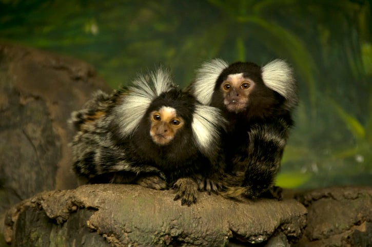 3 Primate Species' Calls Seem to Follow Grammar Patterns Once Thought Unique to Human Language