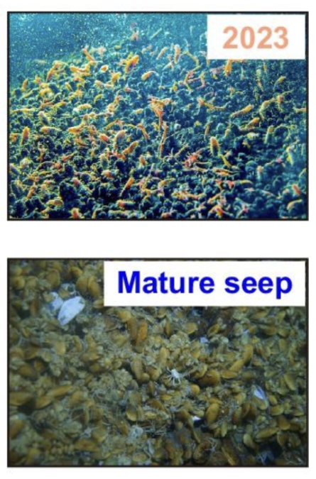 Ocean Drilling Caused a Methane Leak in The South China Sea. Two Years Later, Animals Had 'Plugged' It