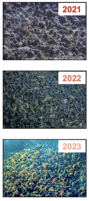 Ocean Drilling Caused a Methane Leak in The South China Sea. Two Years Later, Animals Had 'Plugged' It