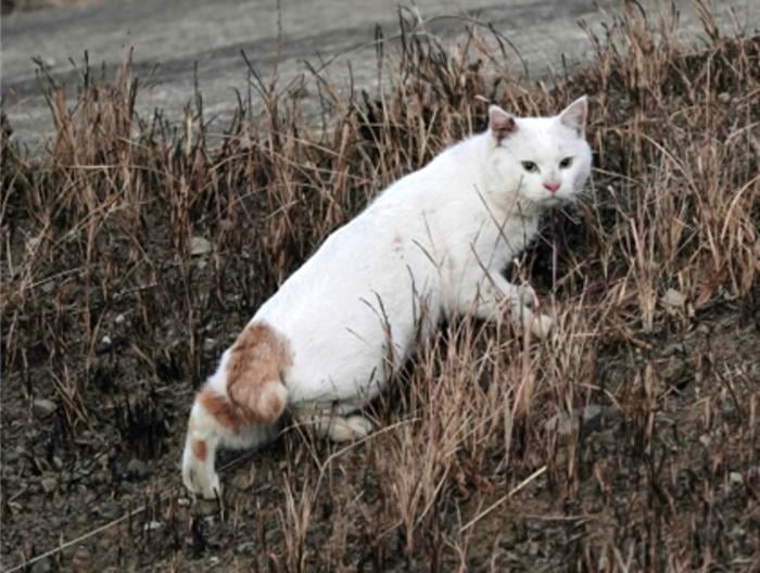 A Worrying New Trait Has Appeared in an Isolated Cat Species on a Japanese Island