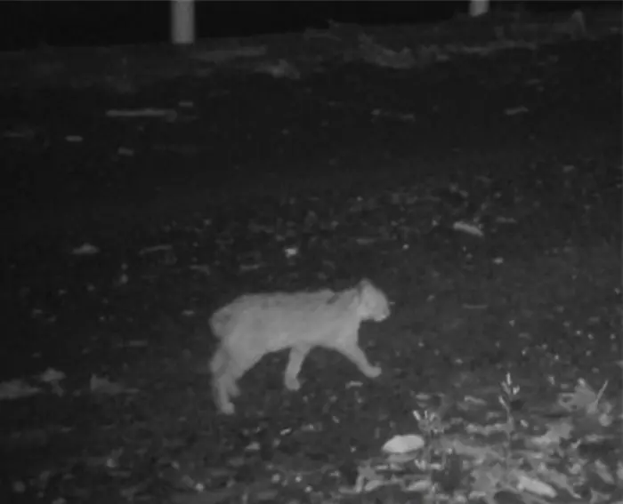 A Worrying New Trait Has Appeared in an Isolated Cat Species on a Japanese Island