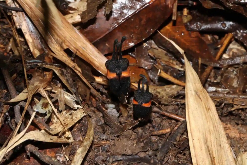 Two black Thismia daemona flowers growing among leaf litter in Thailand