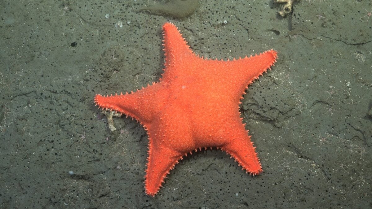 Viral Deep-Sea Expedition Found a Real-Life Patrick From SpongeBob, And 57 New Species