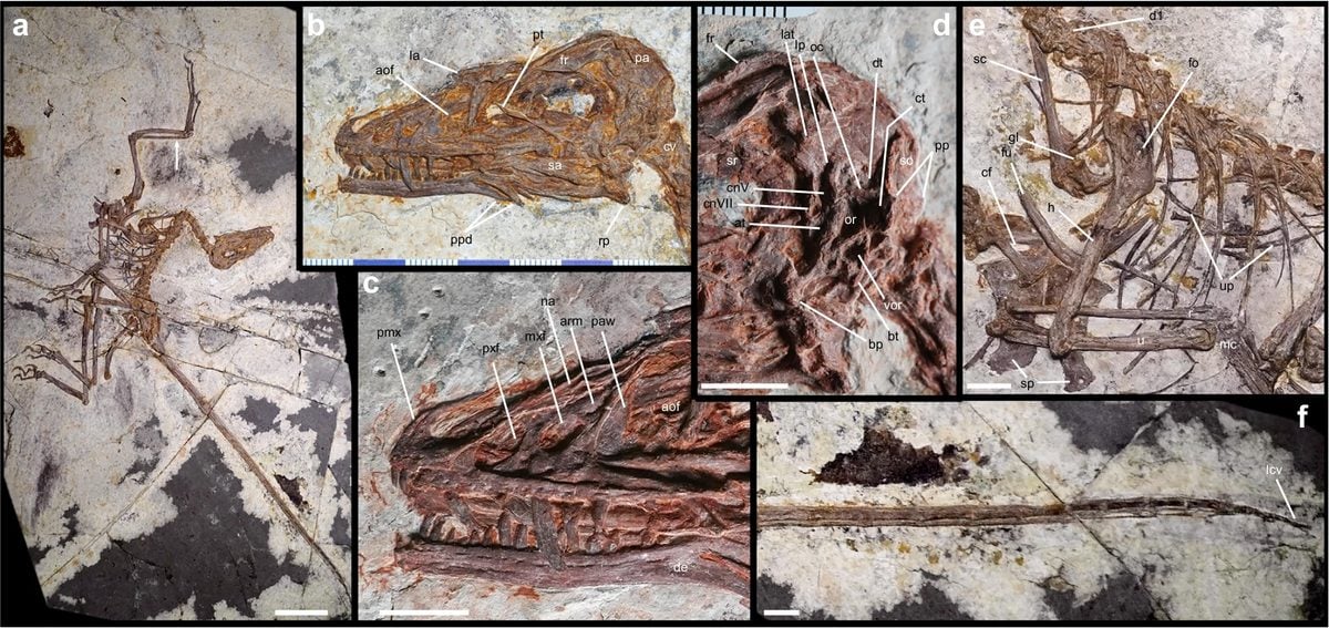 Dinosaur Discovery Could Reroute The Evolutionary Path to Flight