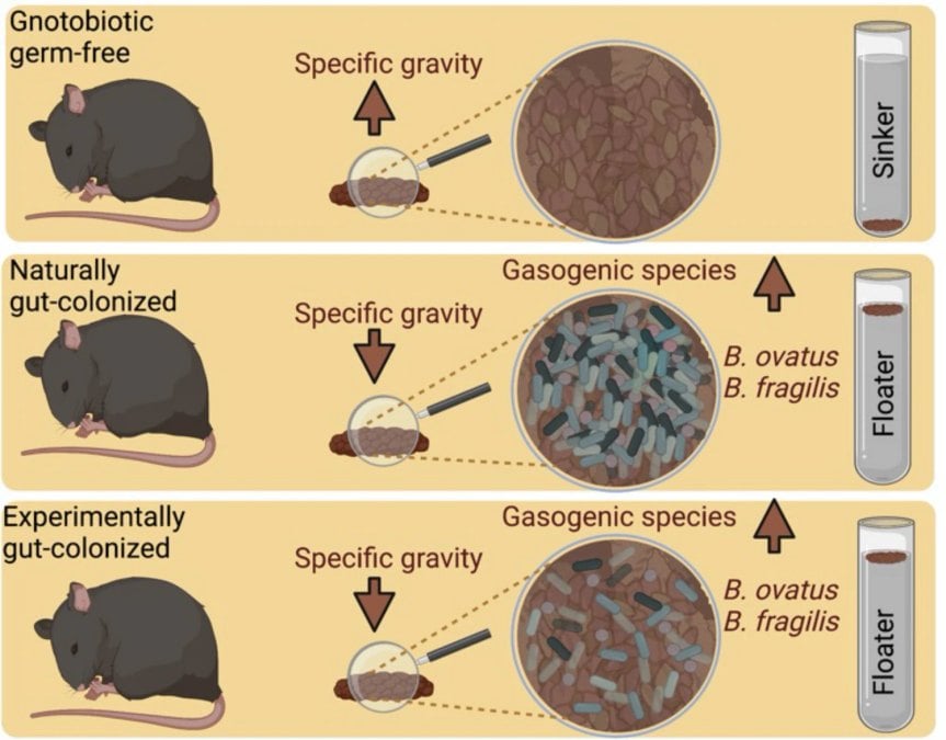 Here's What Your Perfect 'Ghost Poops' May Say About Your Gut Health