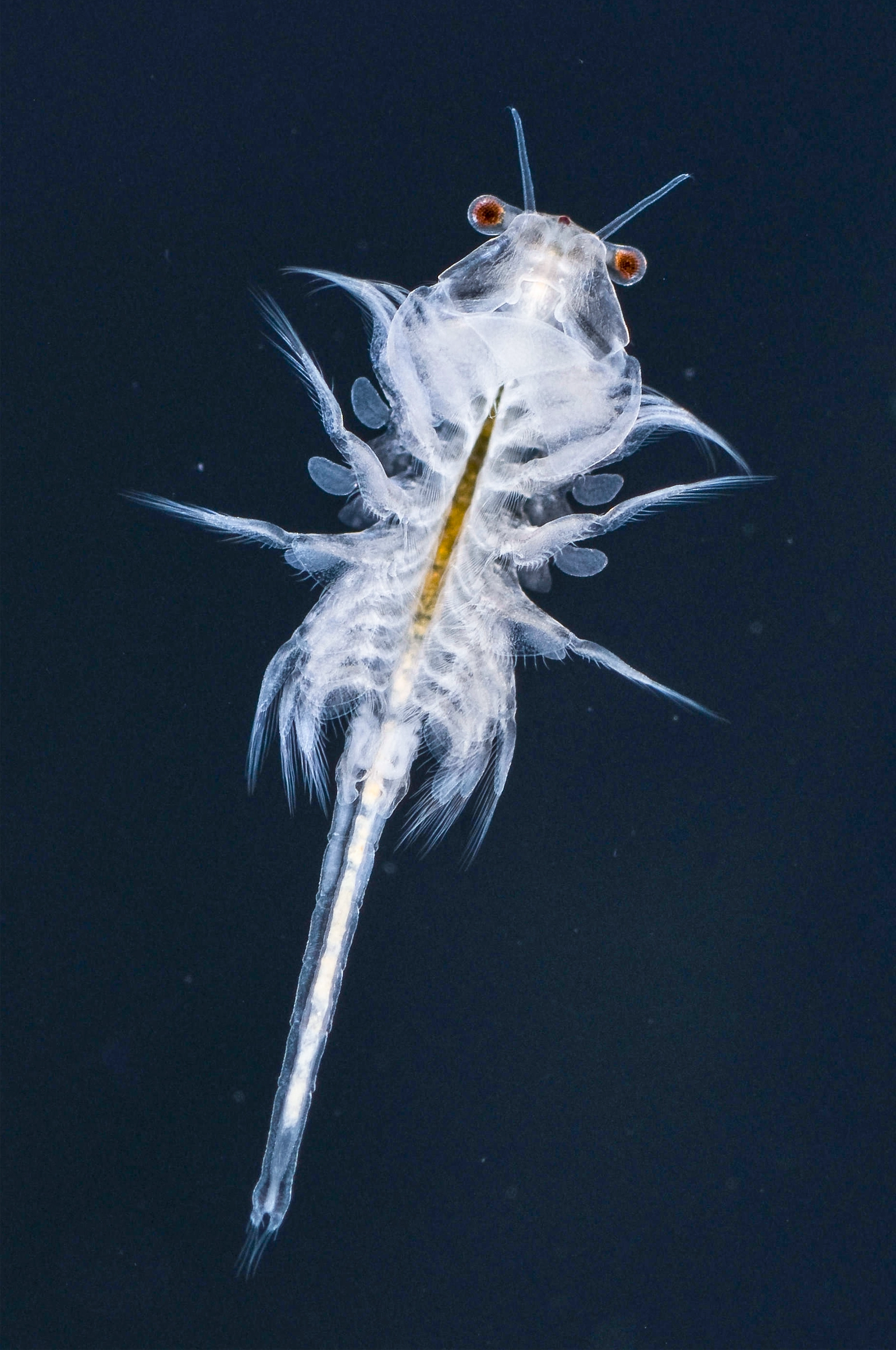 A translucent white invertebrate with red eyes and a long tail.
