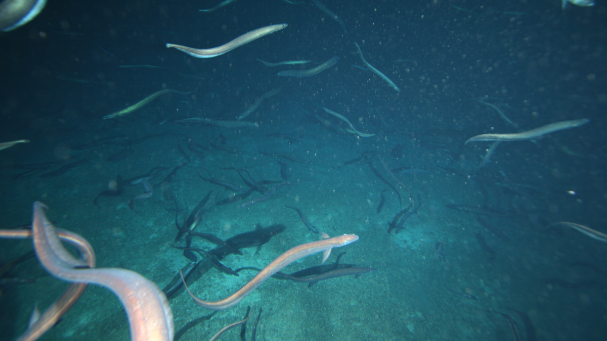 2.8 Million Eels Have Gathered Around a Single Deep-Sea Mountain Off The Coast of Australia
