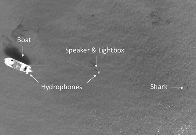 Shark experiment