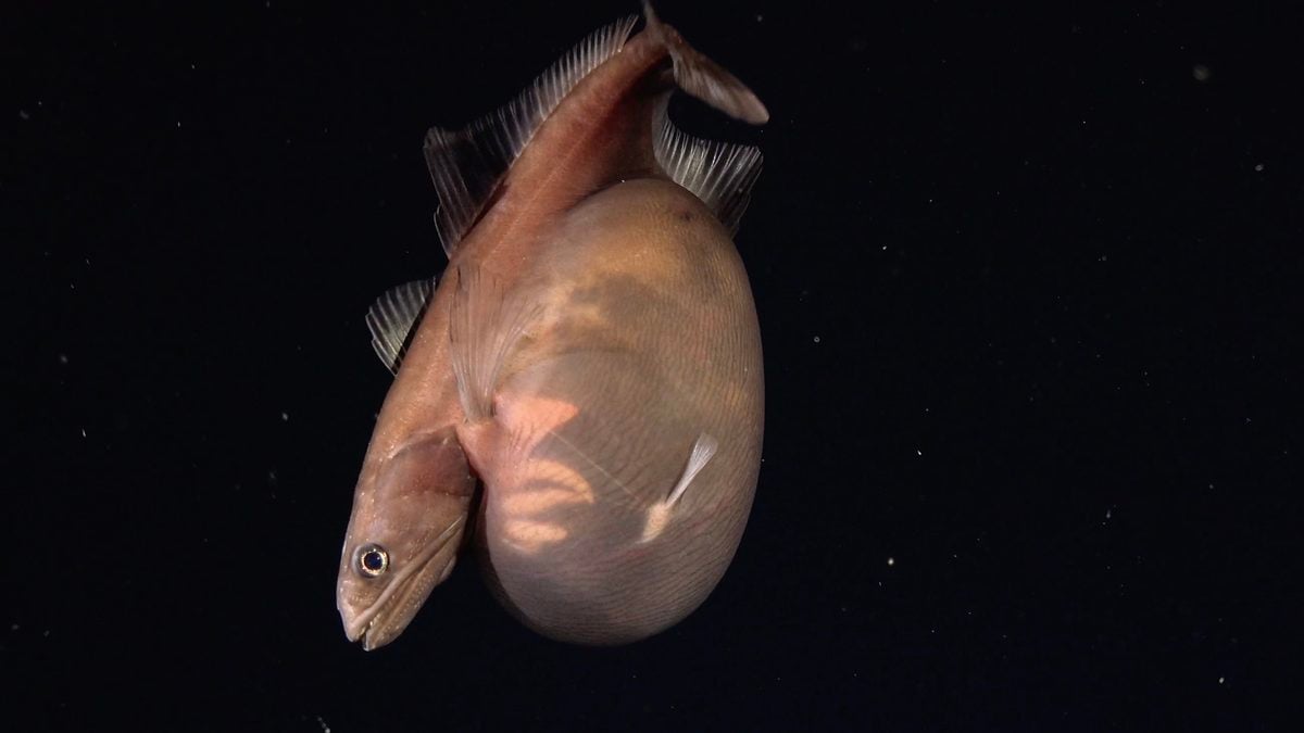 A Little Fish in The Deep Sea Swallowed a Meal Way Bigger Than Itself. Scientists Caught It on Camera